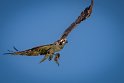 067 Noord Pantanal, visarend